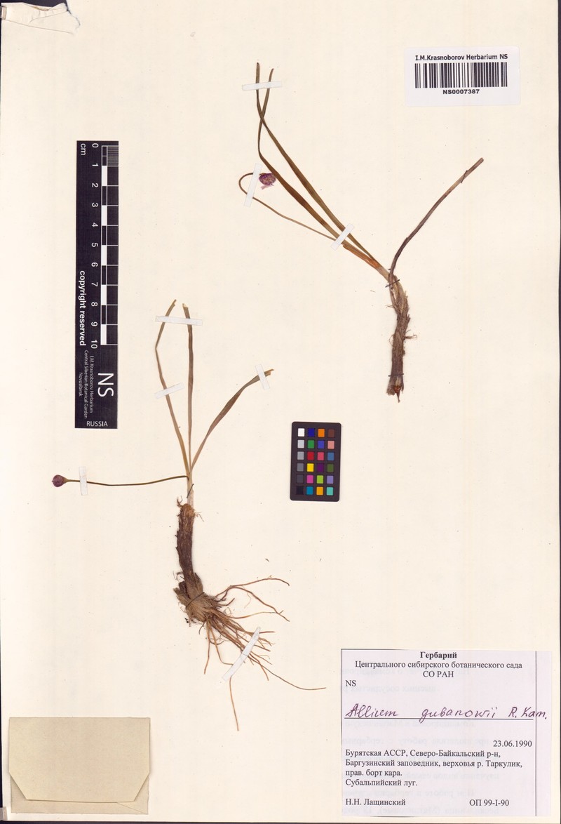 Allium gubanovii photo 4