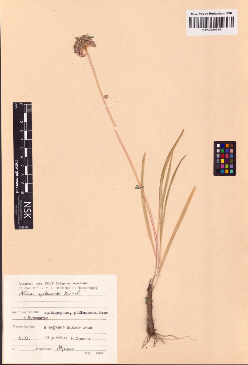 Allium gubanovii photo 5