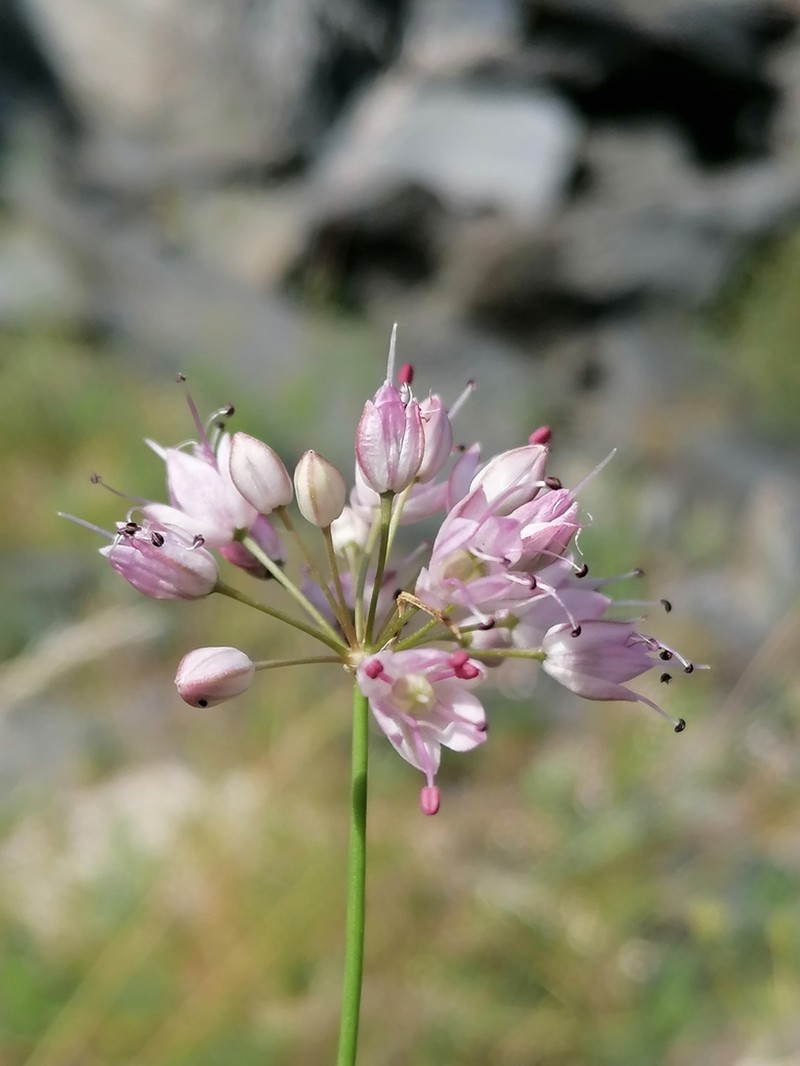 Allium gunibicum
