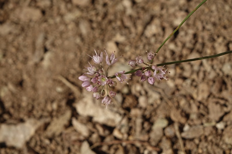 Allium gunibicum photo 3