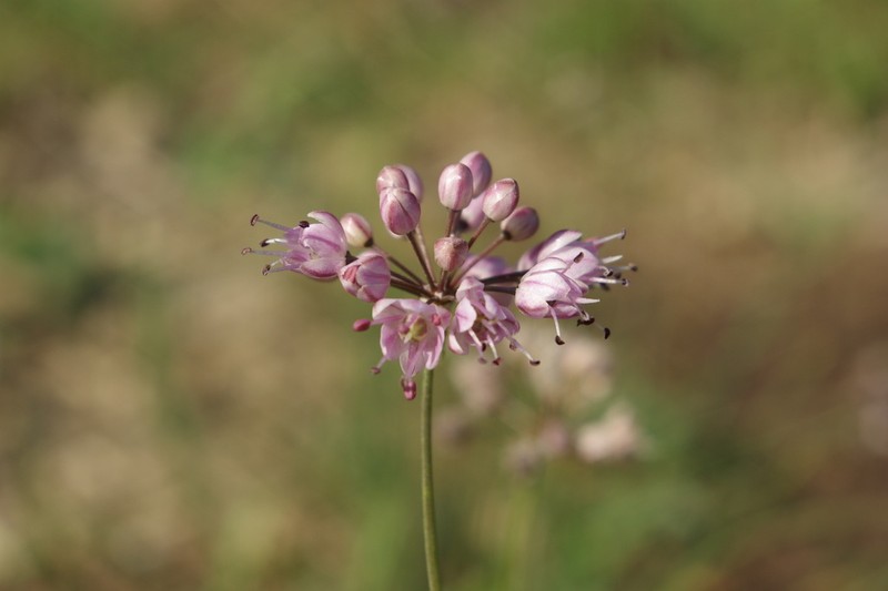 Allium gunibicum photo 4