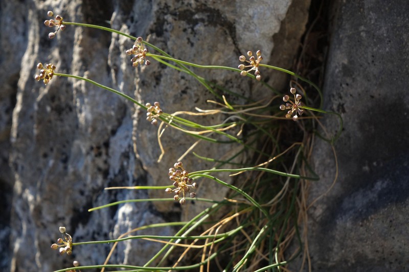 Allium gunibicum photo 5