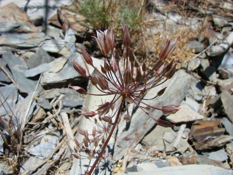 Allium gusaricum