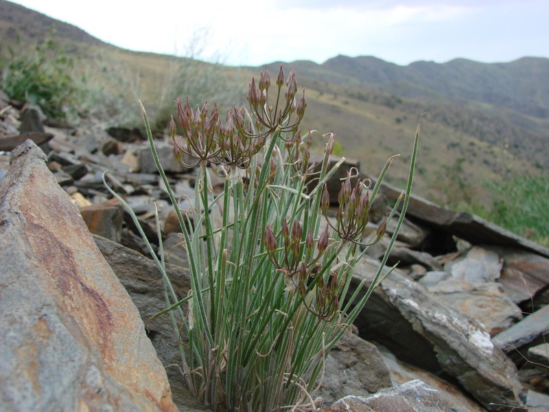 Allium gusaricum photo 3
