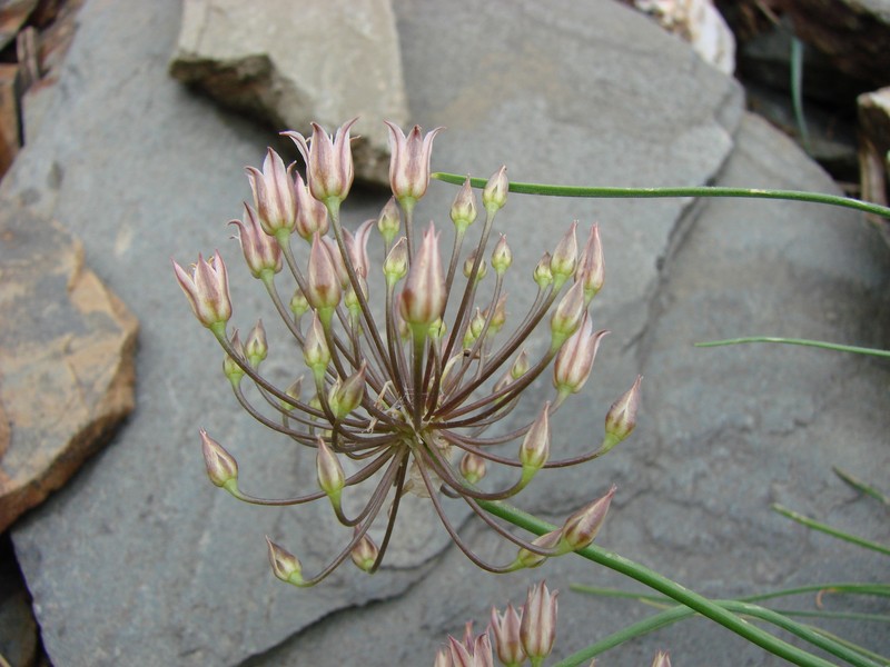 Allium gusaricum photo 5