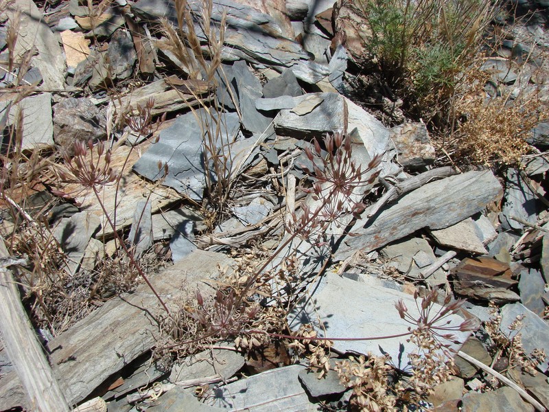 Allium gusaricum photo 6