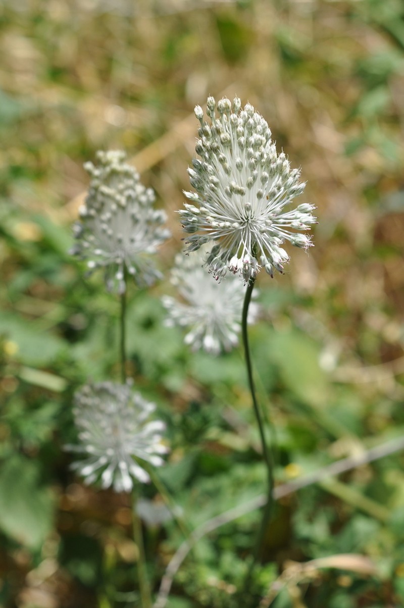 Allium guttatum