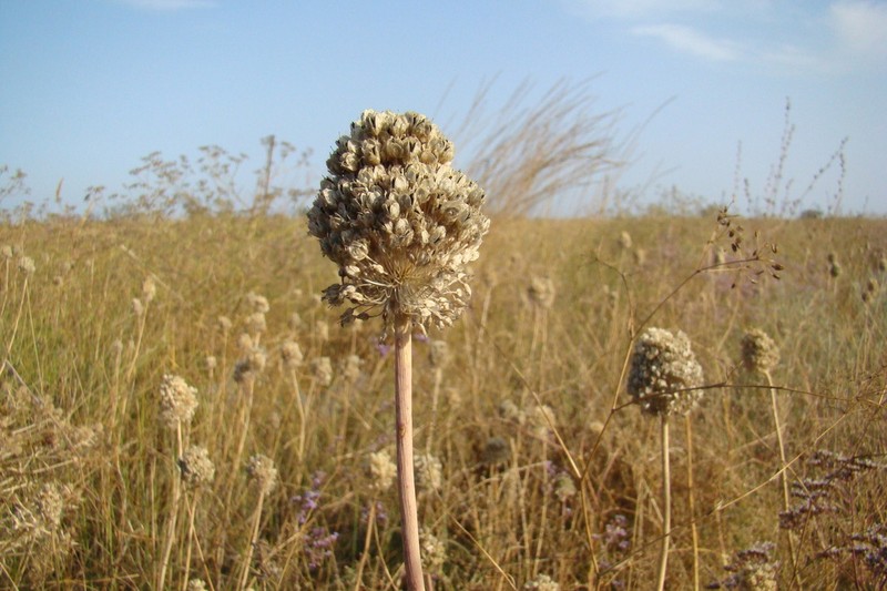 Allium guttatum photo 2