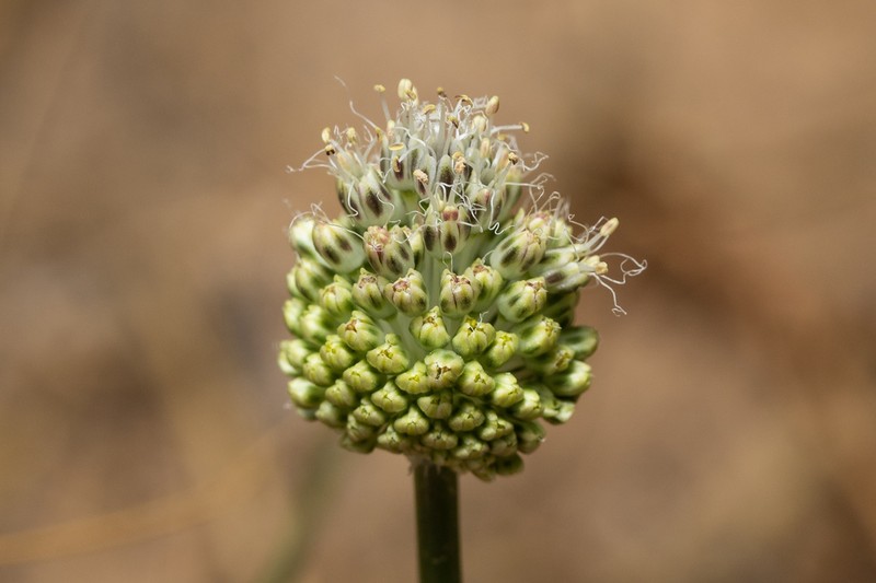 Allium guttatum photo 3
