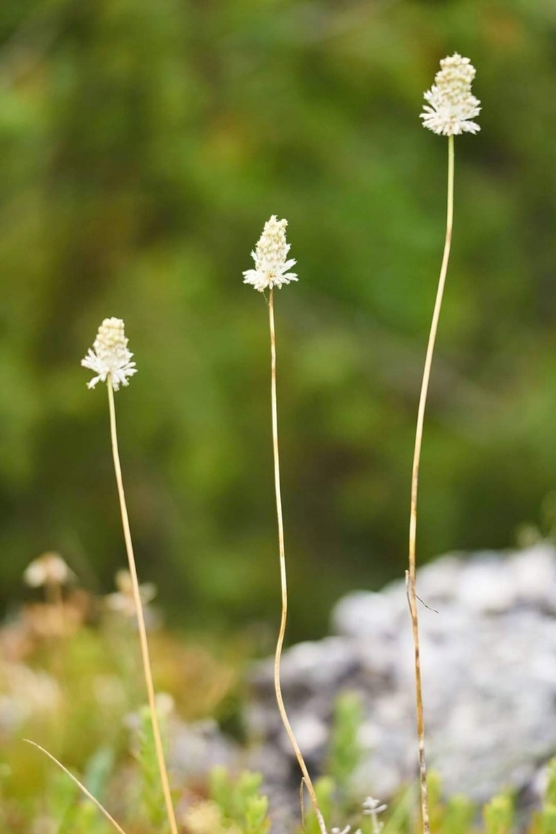 Allium guttatum photo 4