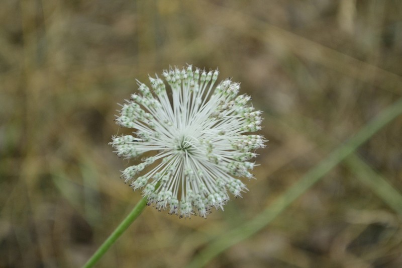 Allium guttatum photo 5