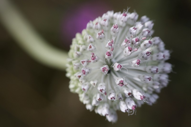 Allium guttatum photo 7