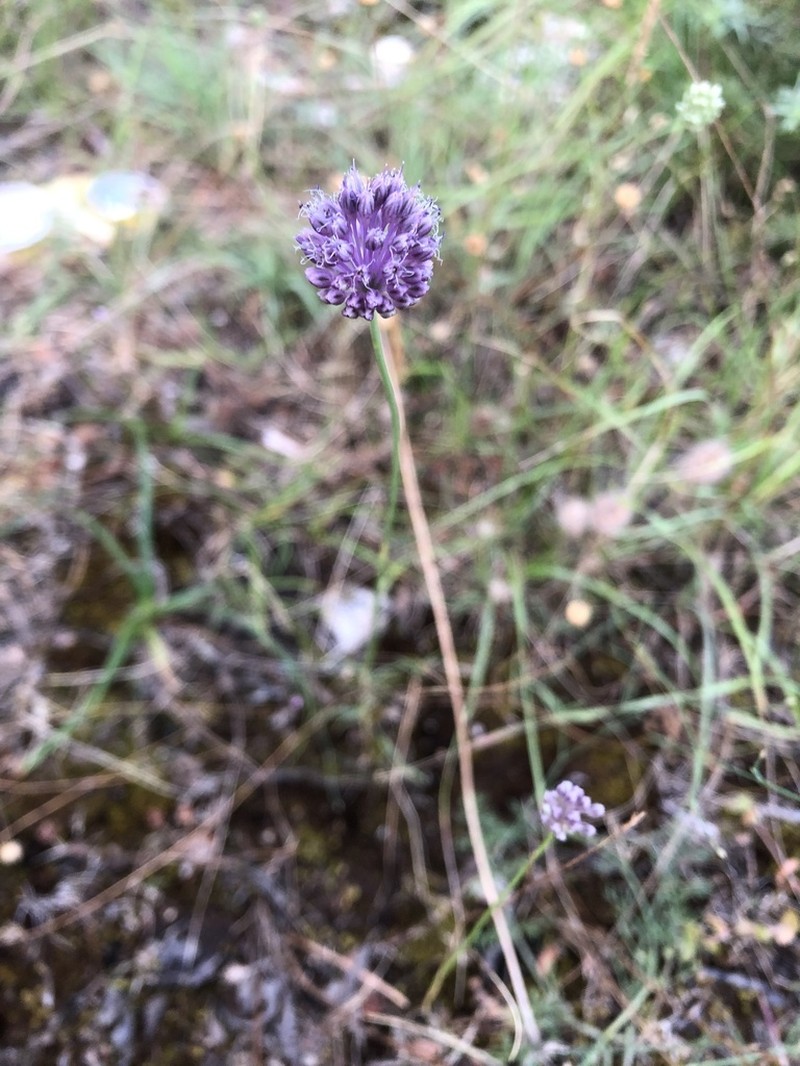 Allium guttatum photo 8