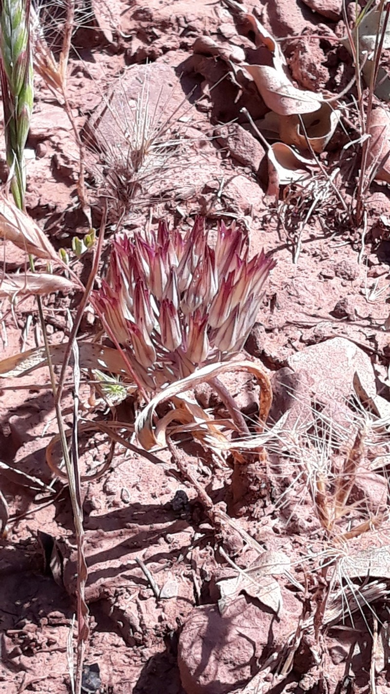 Allium gypsaceum