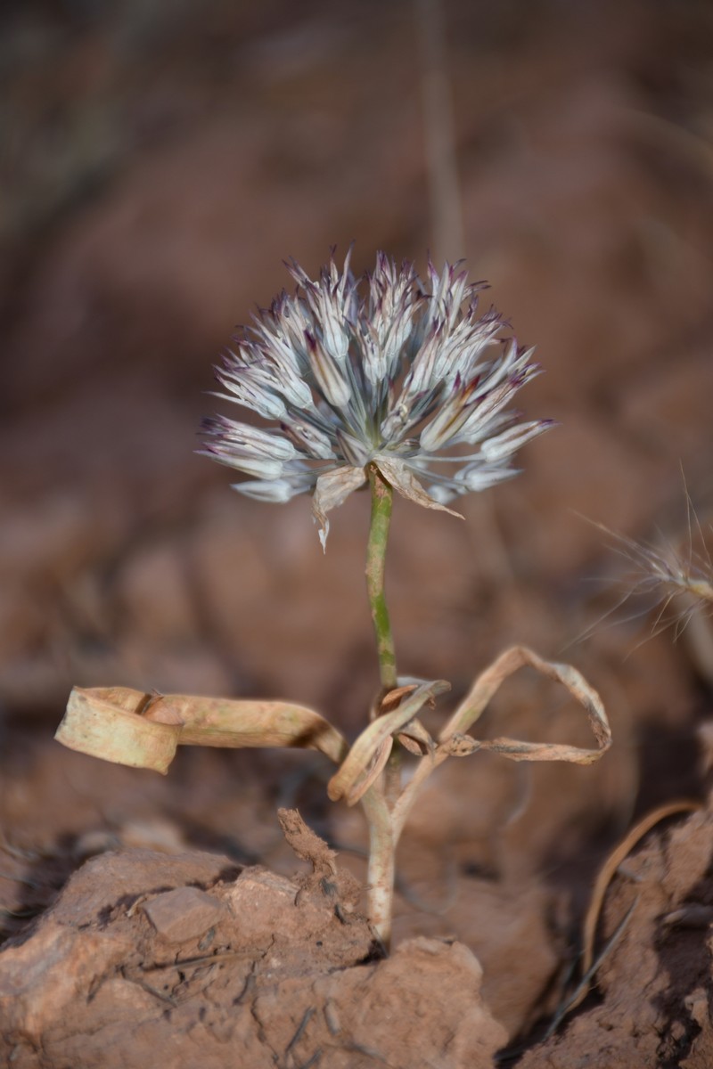 Allium gypsaceum photo 3