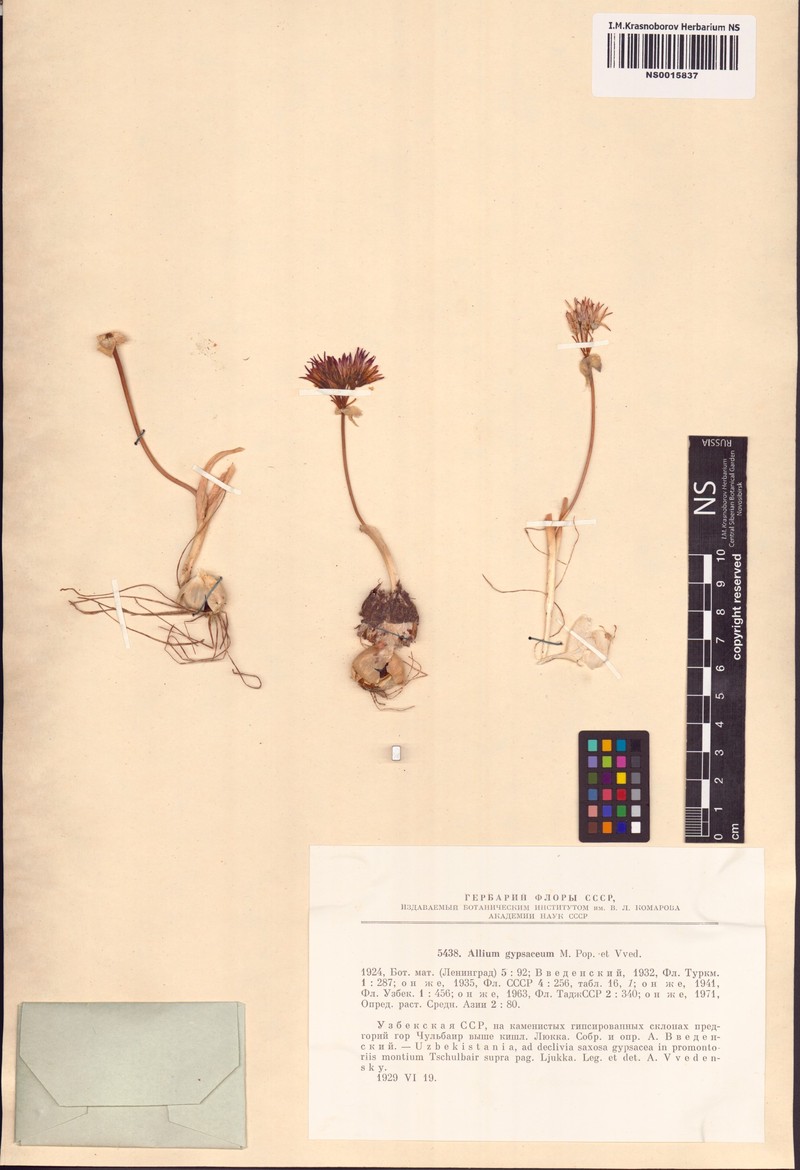 Allium gypsaceum photo 5