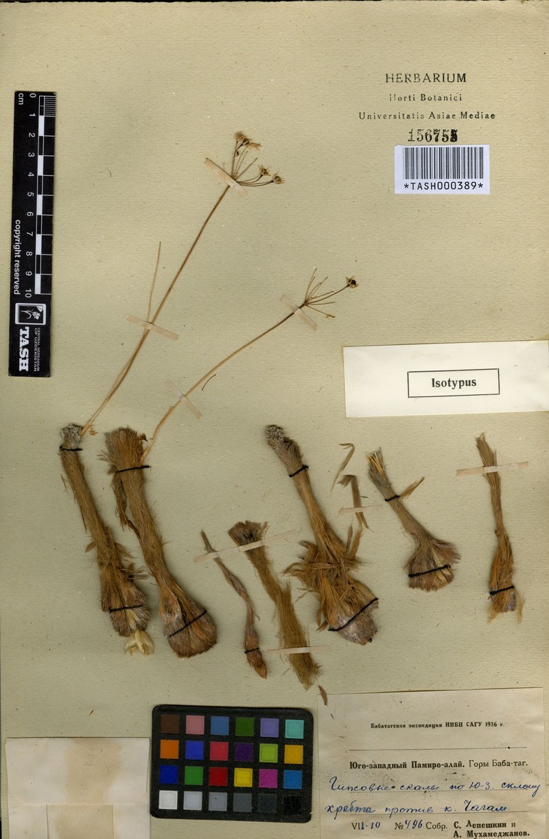 Allium gypsodictyum