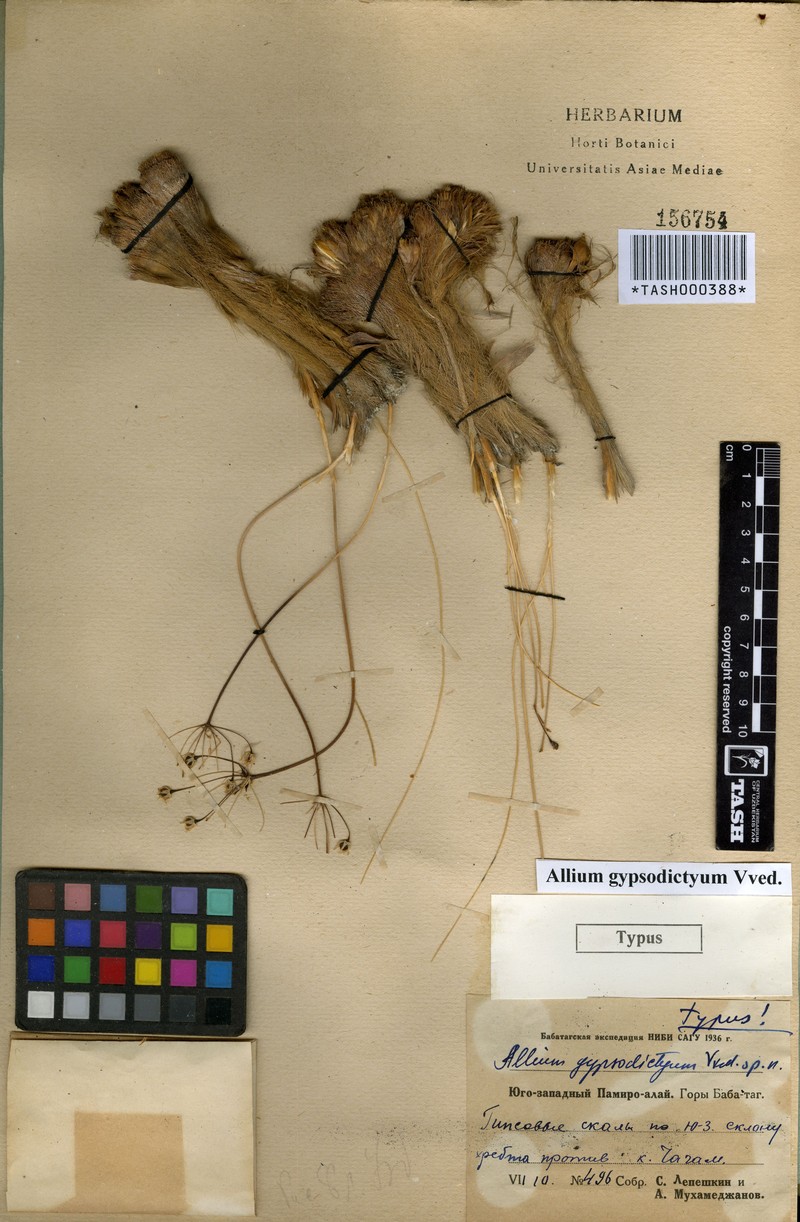 Allium gypsodictyum photo 2