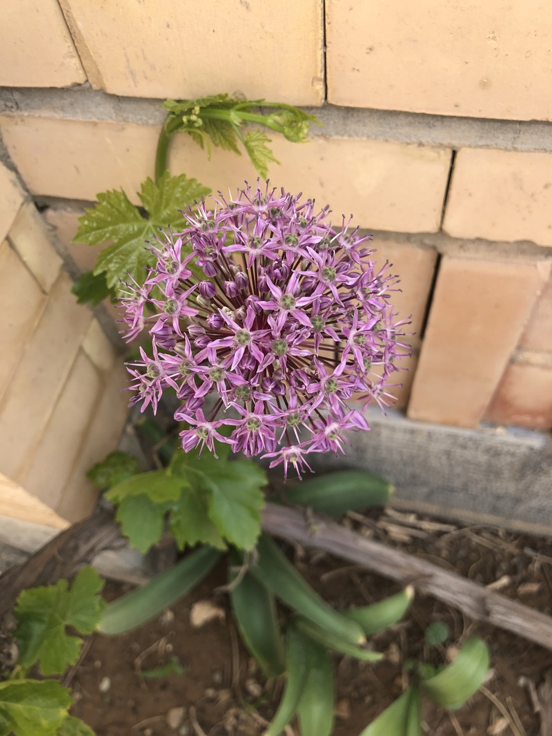 Allium haemanthoides