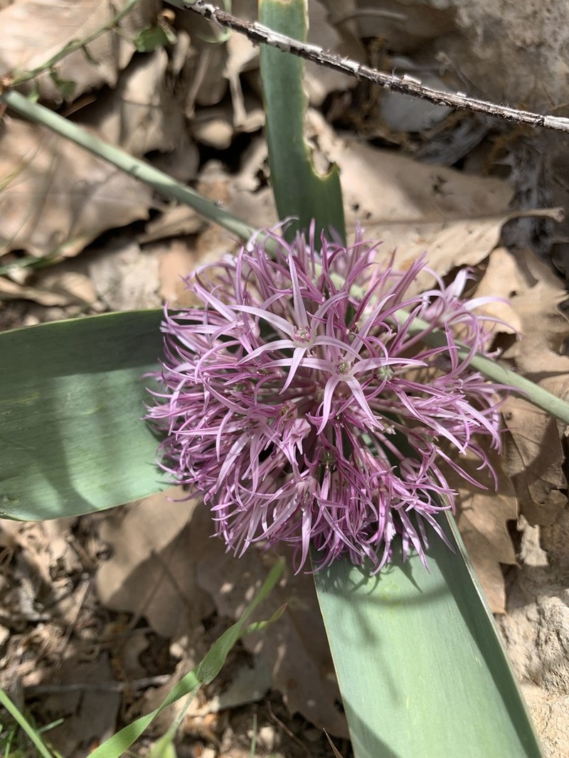 Allium haemanthoides photo 2