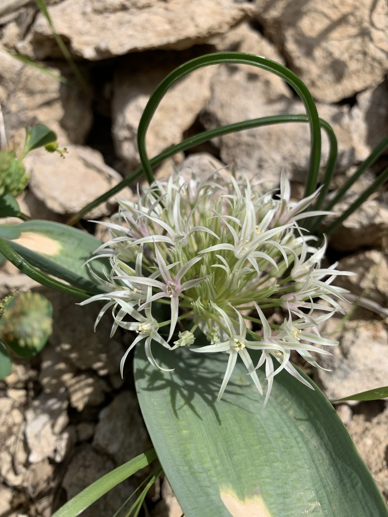 Allium haemanthoides photo 3
