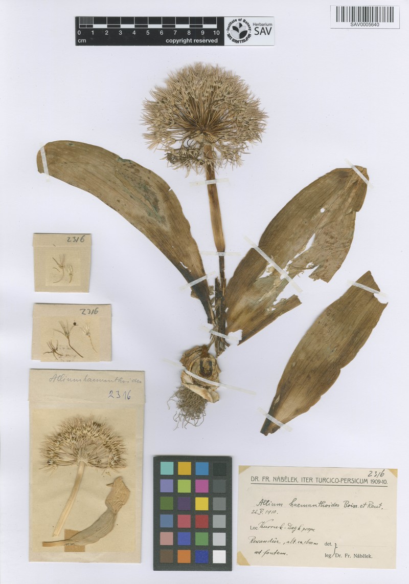 Allium haemanthoides photo 6