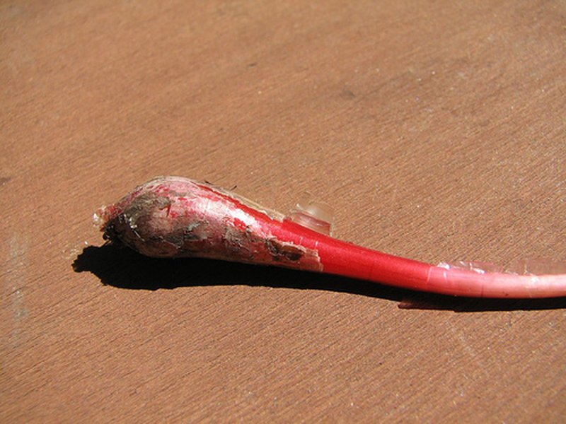 Redskin Onion photo 2