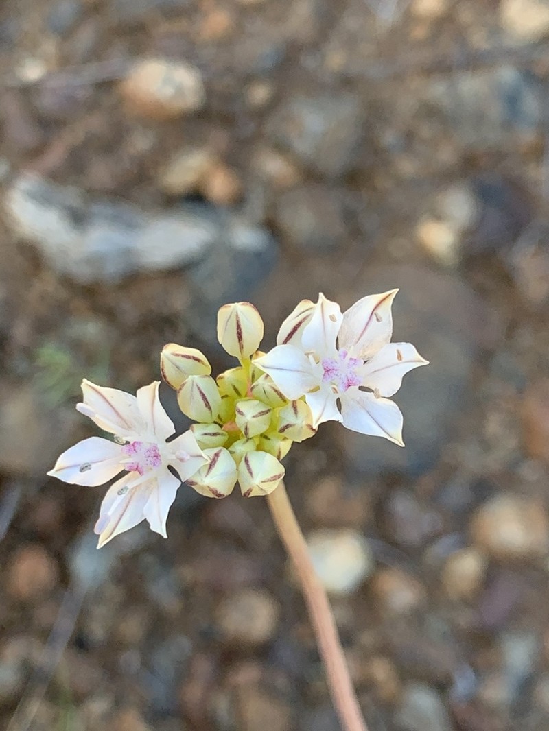 Redskin Onion photo 7