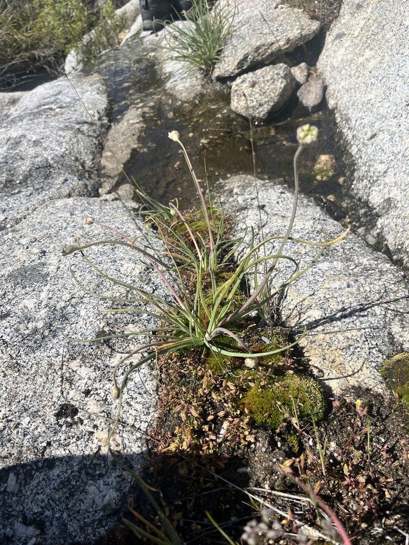 Redskin Onion photo 8