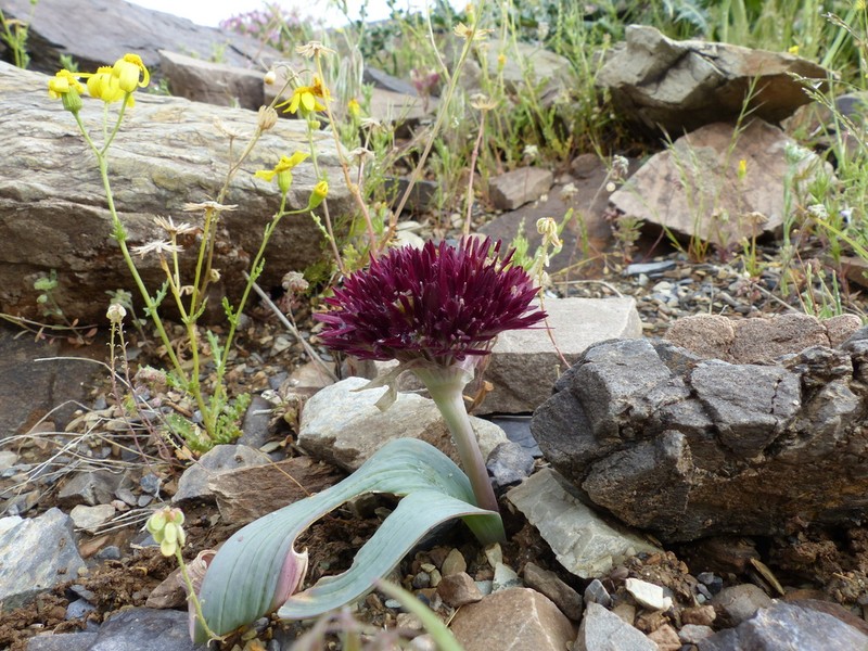 Allium hamedanense