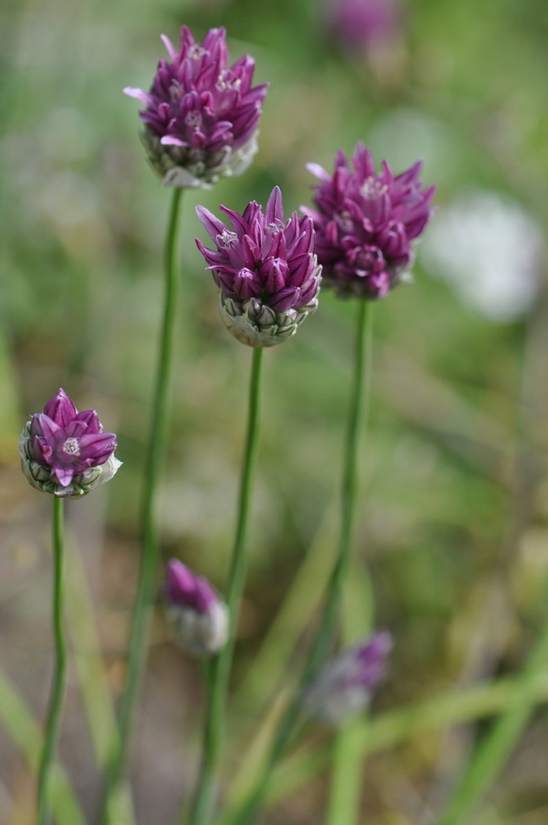 Allium heldreichii photo 2