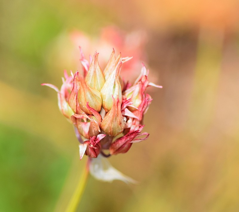 Allium heldreichii photo 3