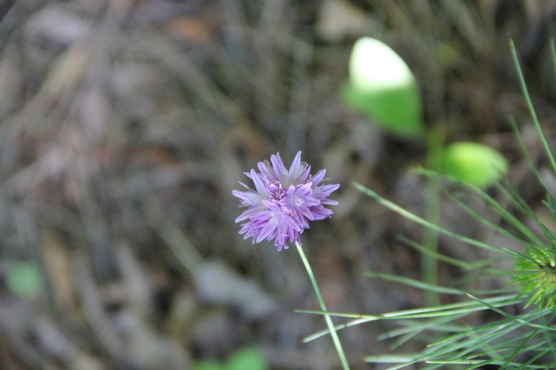 Allium heldreichii photo 4