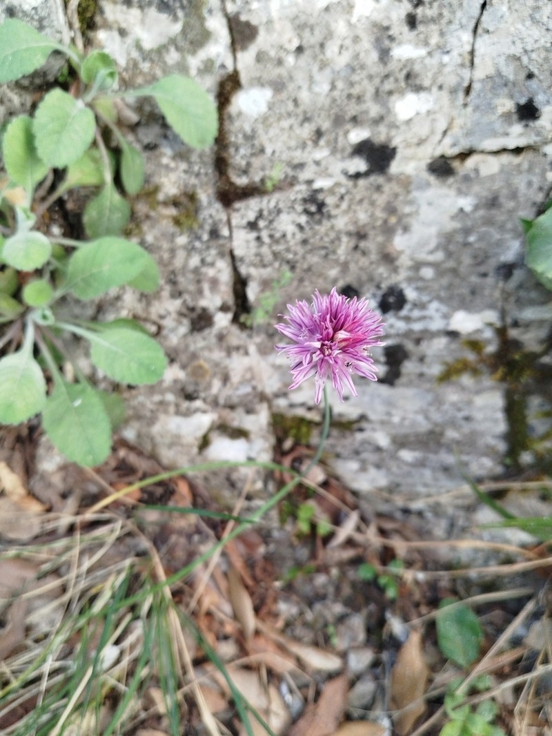 Allium heldreichii photo 5