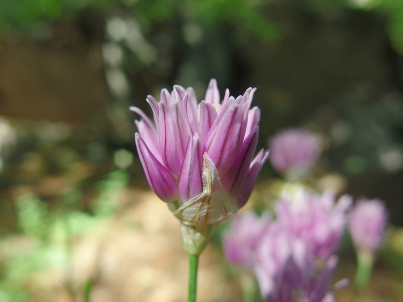Allium heldreichii photo 7