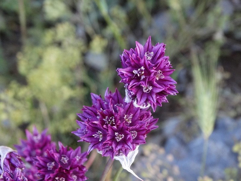 Allium heldreichii photo 8