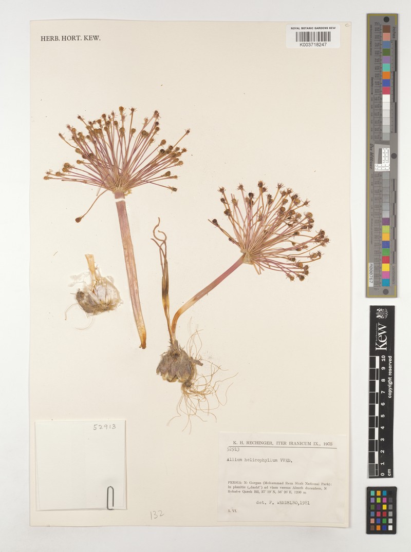 Allium helicophyllum