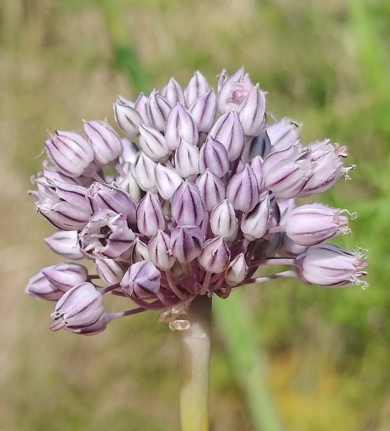 Allium hemisphaericum photo 2