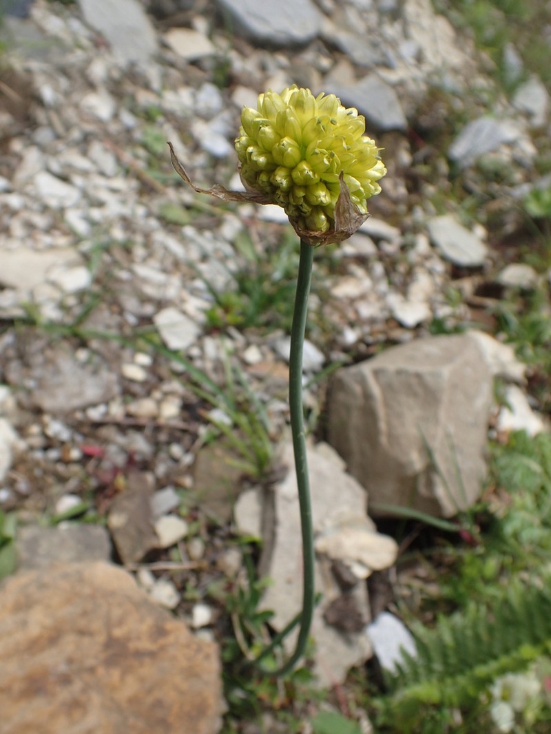 Allium herderianum