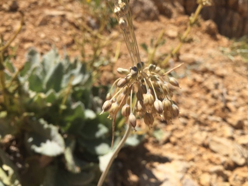 Allium hermoneum photo 2