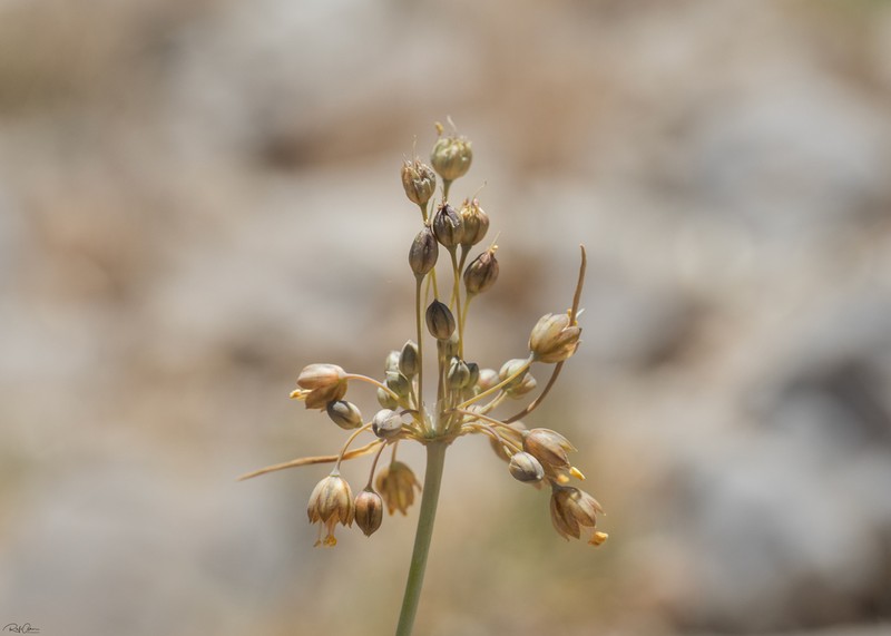 Allium hermoneum photo 3