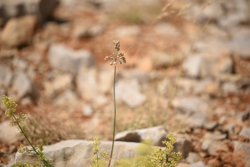 Allium hermoneum photo 4