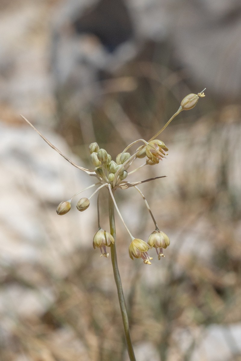 Allium hermoneum photo 5