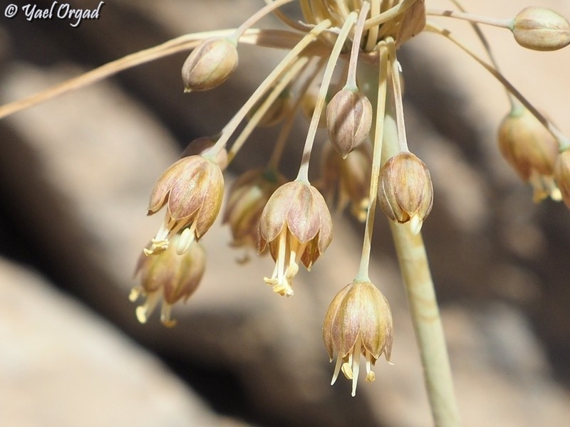 Allium hermoneum photo 6