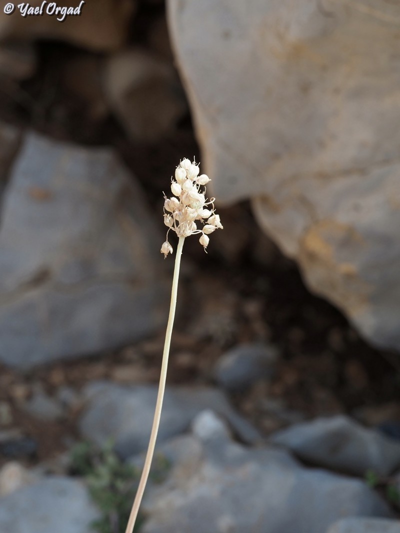 Allium hermoneum photo 7