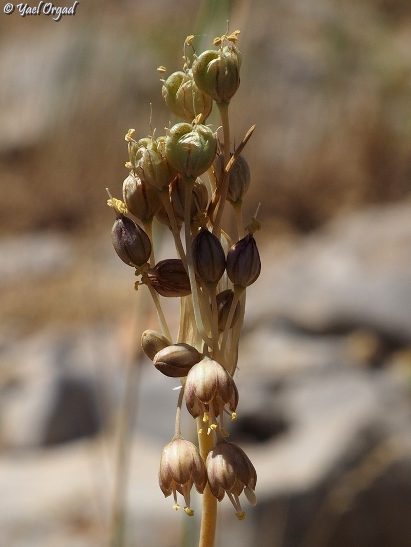 Allium hermoneum photo 8