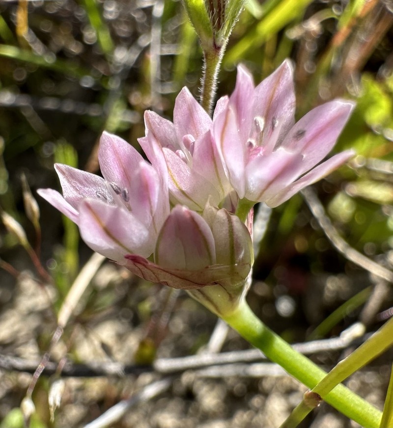 Hickman's Onion photo 3
