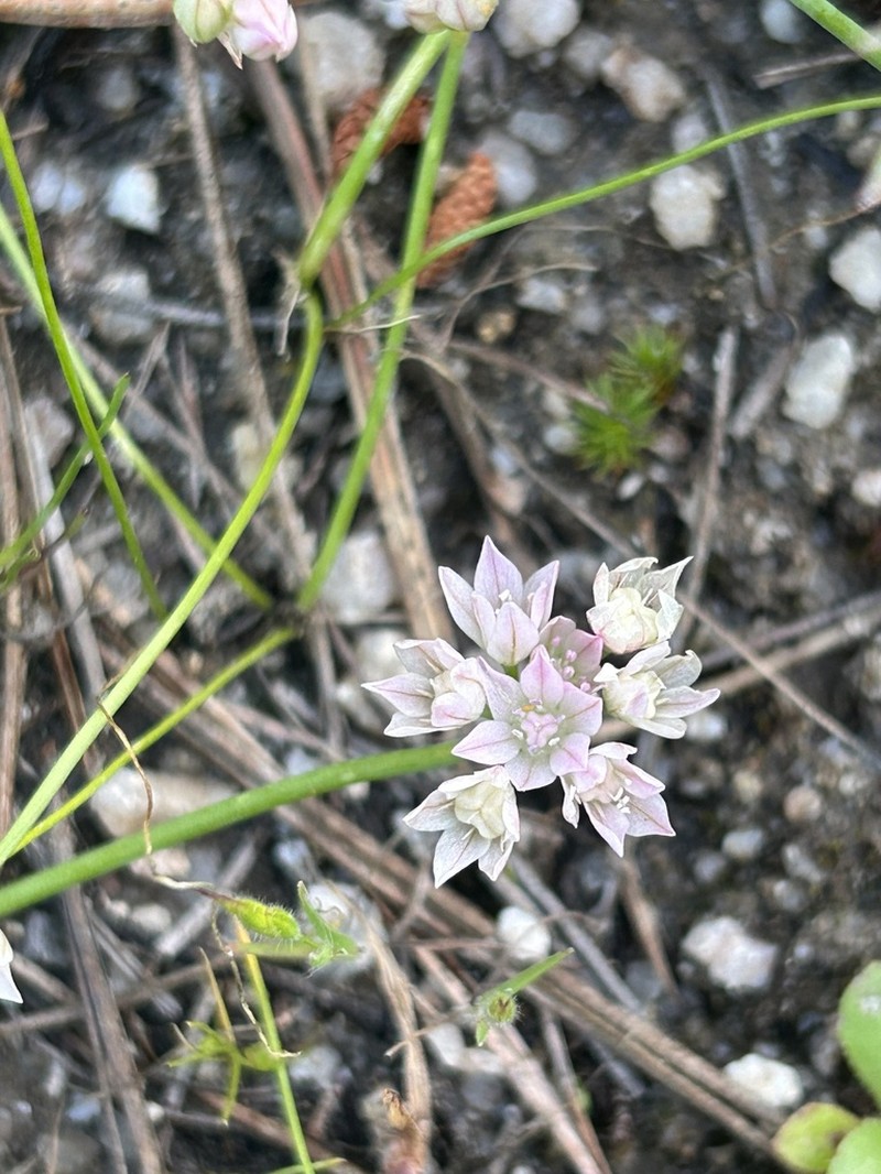 Hickman's Onion photo 5