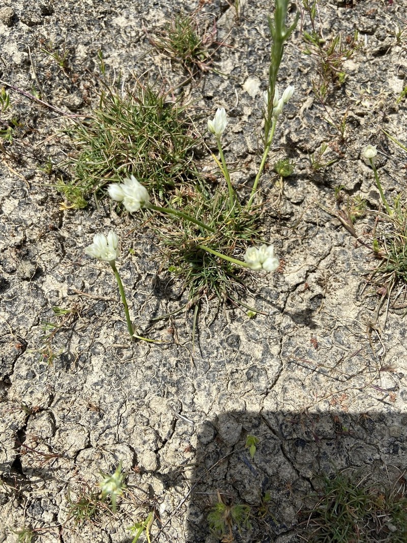 Hickman's Onion photo 6