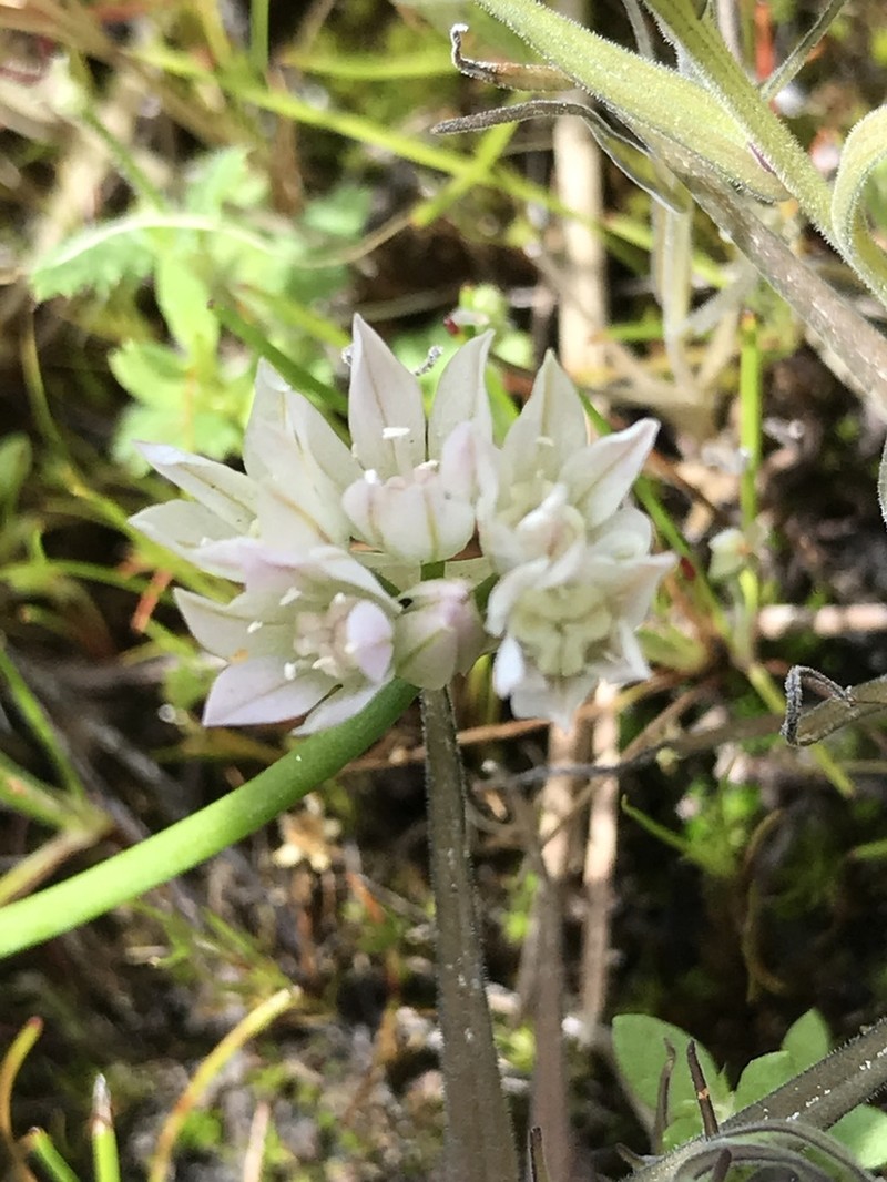 Hickman's Onion photo 7